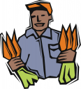 Carrot Clipart