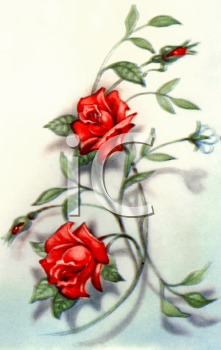 Rose Clipart