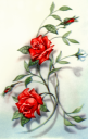Rose Clipart