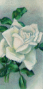 Rose Clipart
