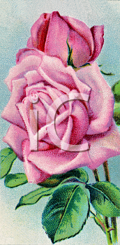 Rose Clipart