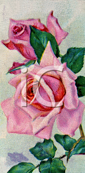 Rose Clipart