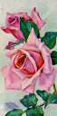 Rose Clipart