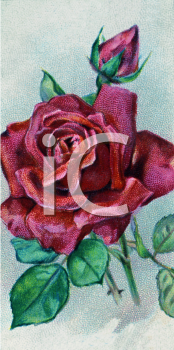 Rose Clipart