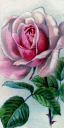 Rose Clipart