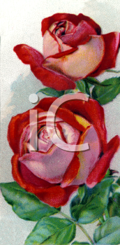 Rose Clipart