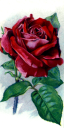 Rose Clipart
