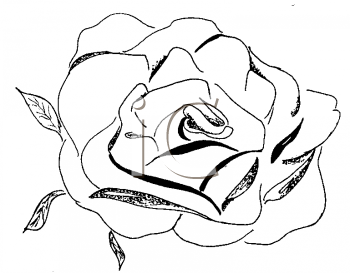 Rose Clipart