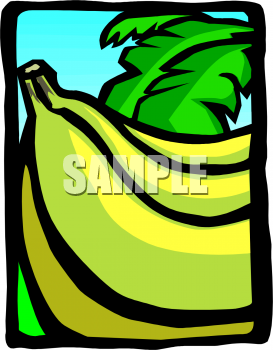 Banana Clipart