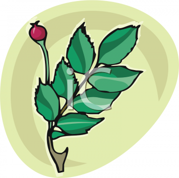 Rose Clipart