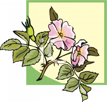 Rose Clipart