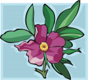 Rose Clipart