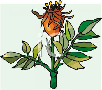Rose Clipart