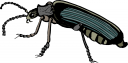 Bug Clipart