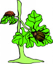 Bug Clipart