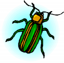 Bug Clipart