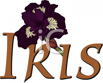Iris Clipart