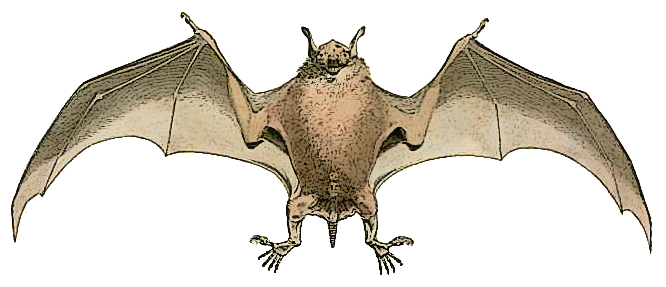 Free Bat Clipart