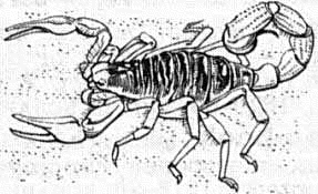 Free Black and White Scorpion Clipart