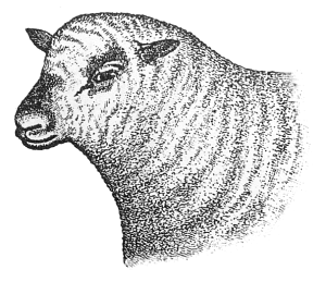 Free Sheep Clipart