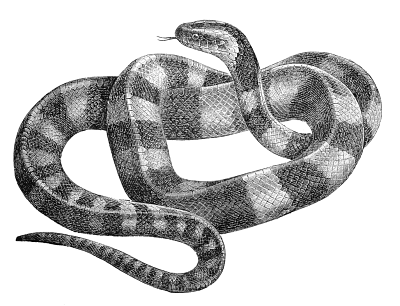 Free Snake Clipart