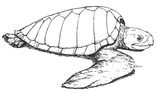 Free Black and White Turtle Clipart