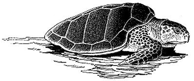 Free Black and White Turtle Clipart