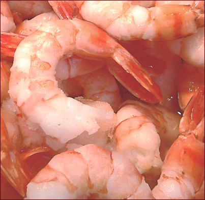Free Shrimp Clipart