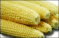 Free Sweet Corn Clipart