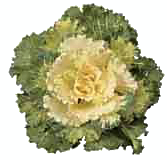 Free Vegetable Clipart