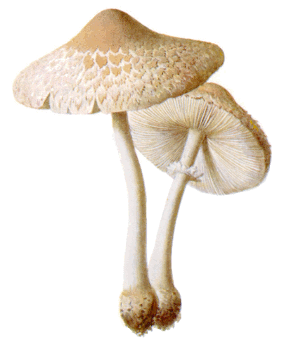 Free Mushroom Clipart