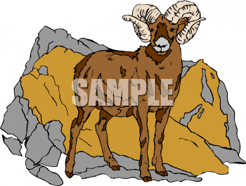 Sheep Clipart
