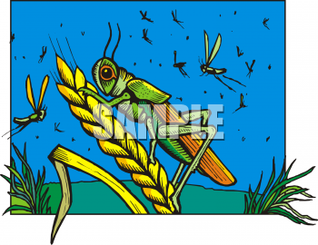 Grain Clipart
