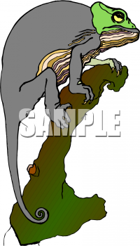 Chameleon Clipart
