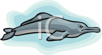 Dolphin Clipart