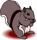 Squirrel Clipart