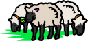 Sheep Clipart
