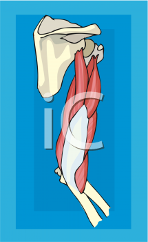 Skeleton Clipart