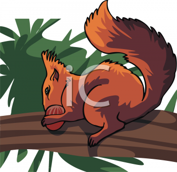 Squirrel Clipart