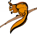 Squirrel Clipart