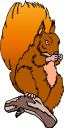 Squirrel Clipart