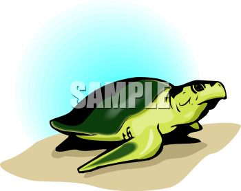 Tortoise Clipart