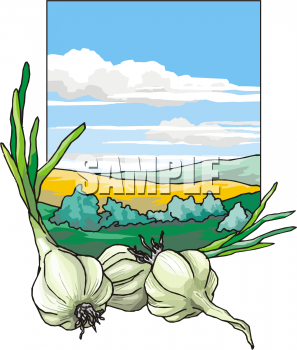 Garlic Clipart